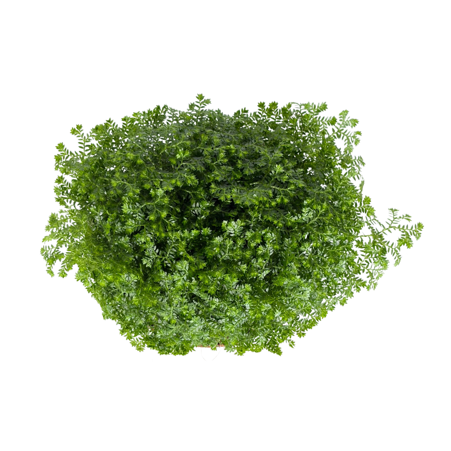 Selaginella Bronsiana (light green)