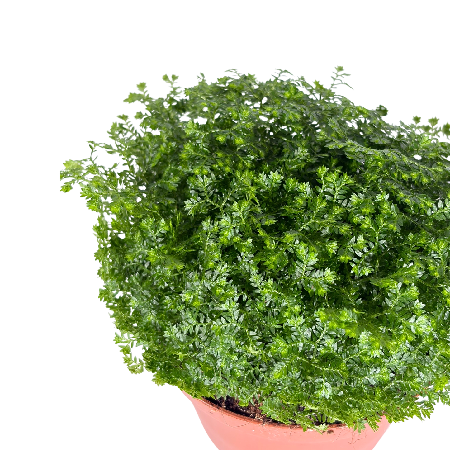 Selaginella Bronsiana (light green)