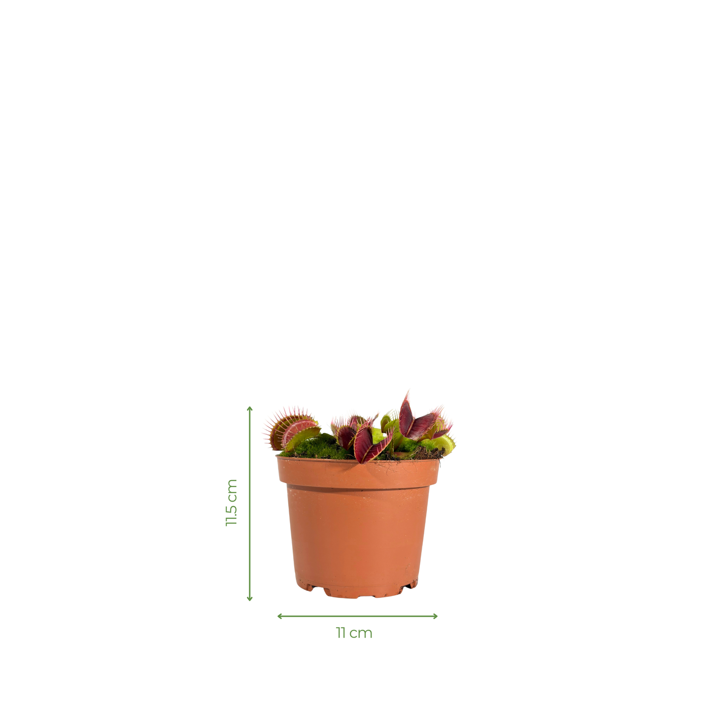 Carnivorous Plant - Short Venus Flytrap