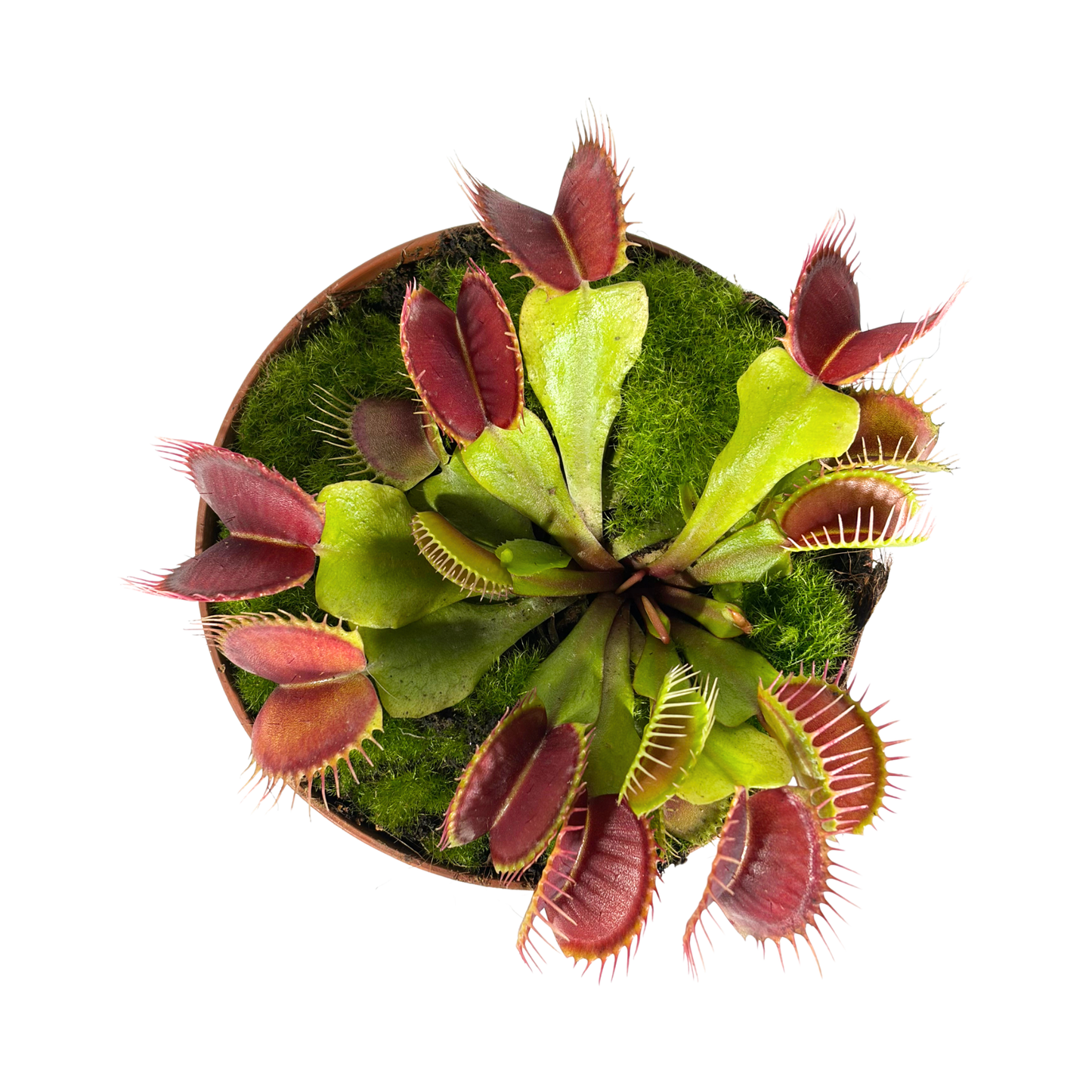 Carnivorous Plant - Short Venus Flytrap
