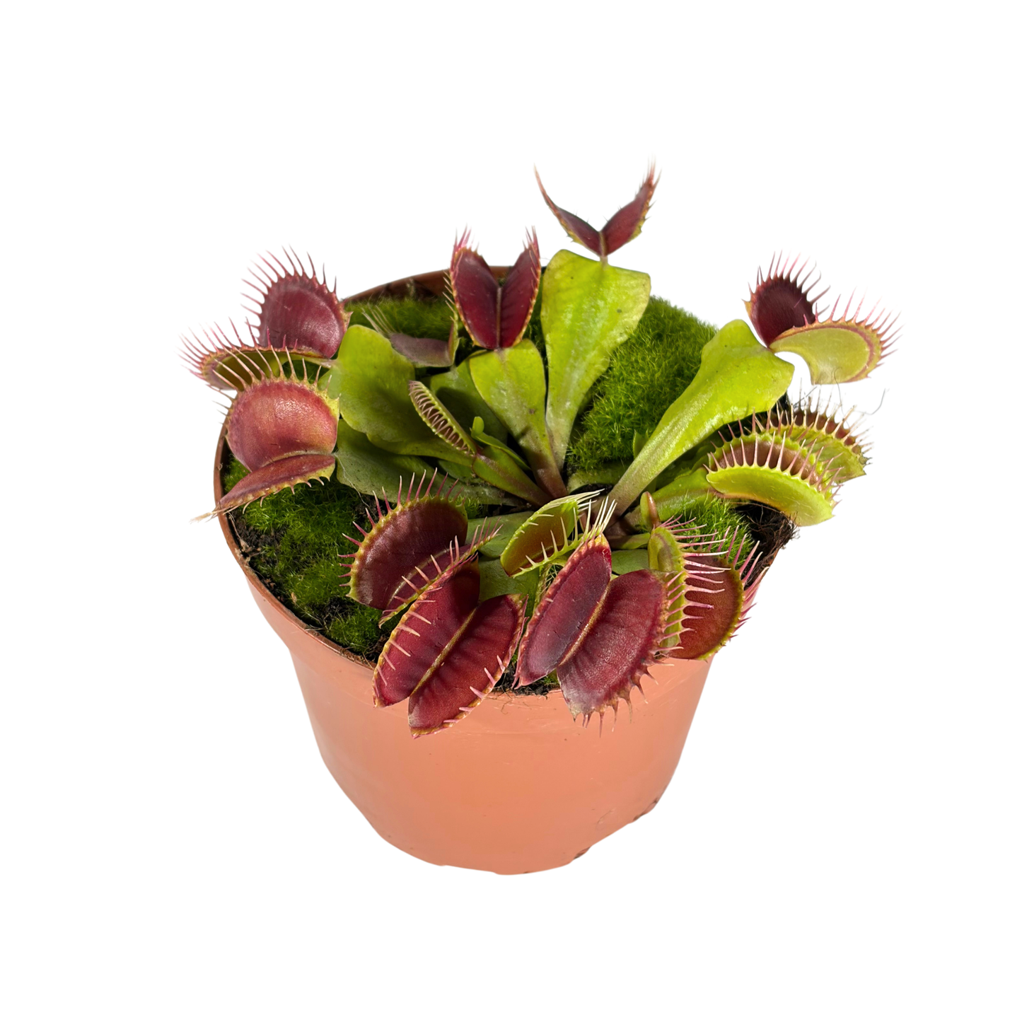 Carnivorous Plant - Short Venus Flytrap
