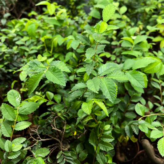 Bonsai Plant - Siberian Elm