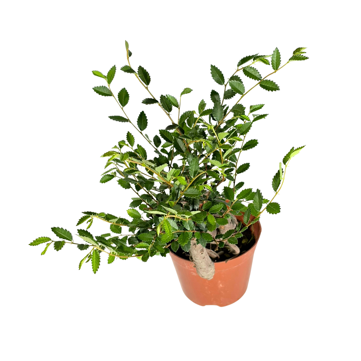 Bonsai Plant - Siberian Elm