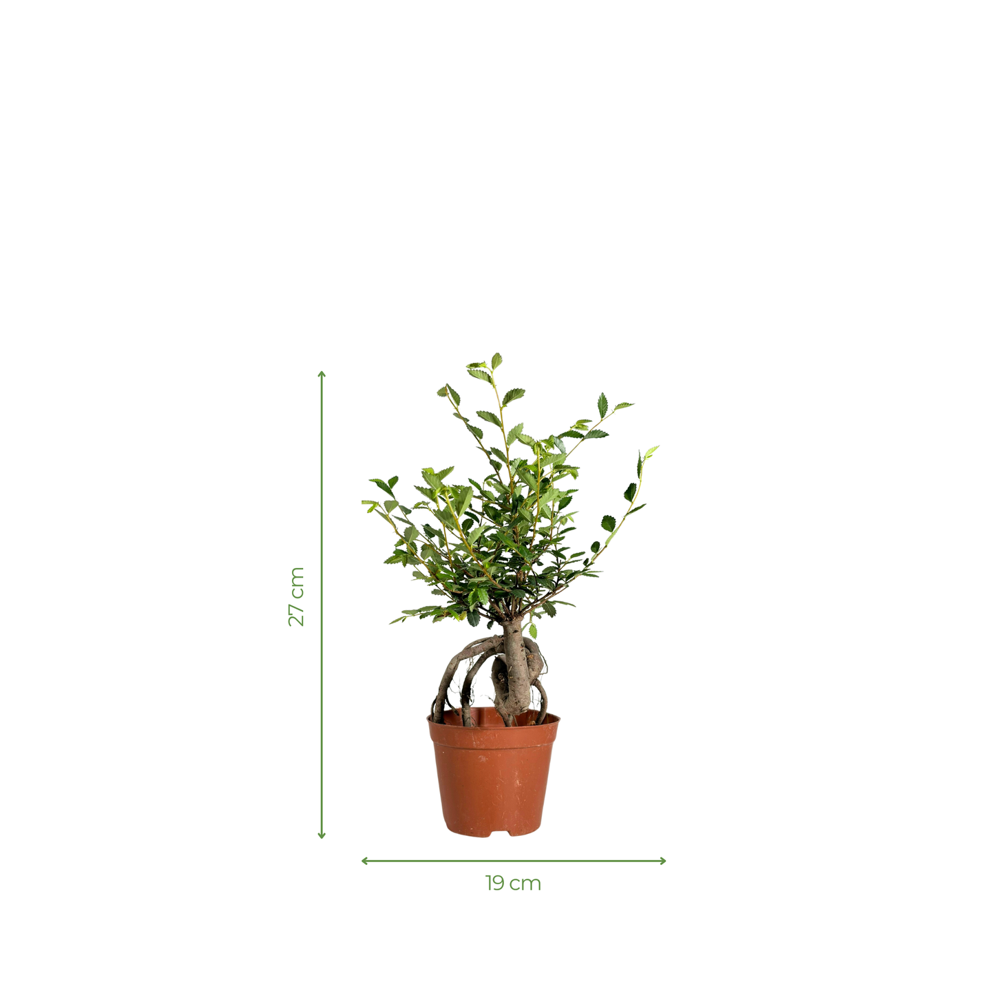 Bonsai Plant - Siberian Elm