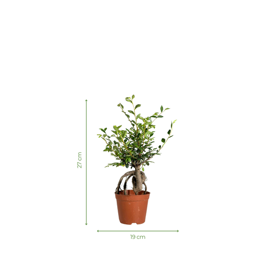 Bonsai Plant - Siberian Elm