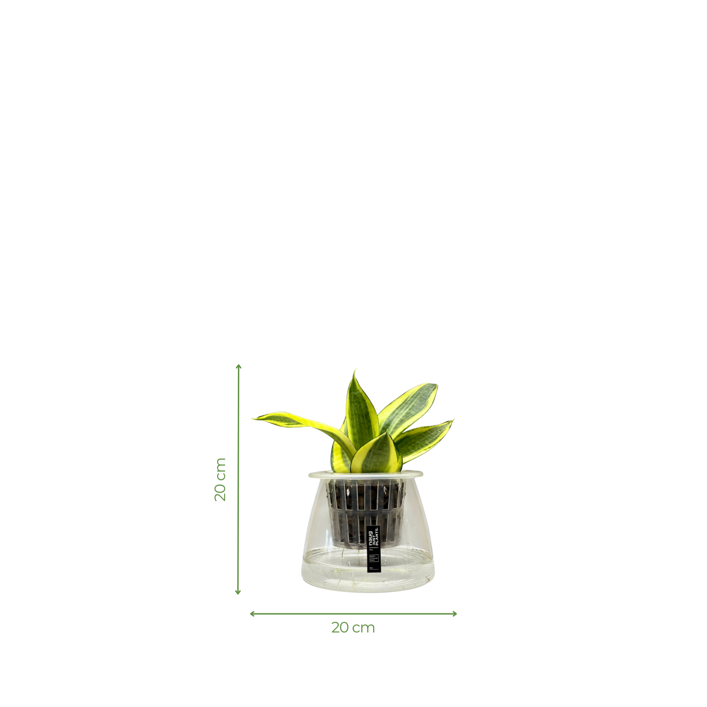 Hydro-cultured plant - Snake Plant