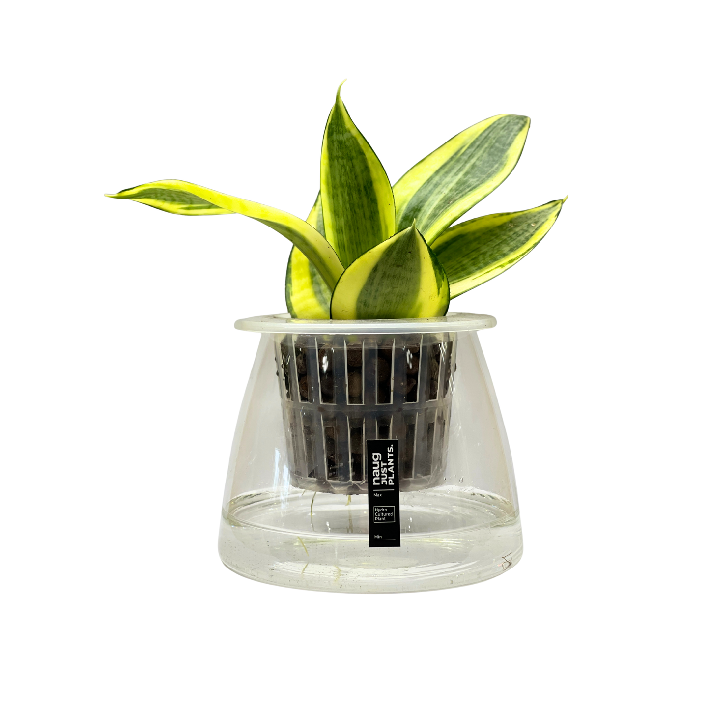 Hydro-cultured plant - Snake Plant