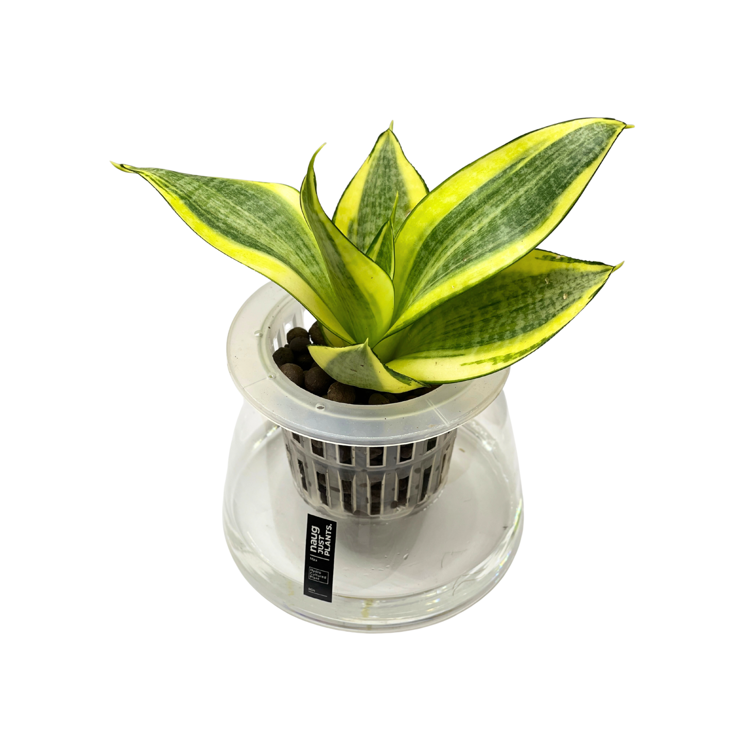 Hydro-cultured plant - Snake Plant