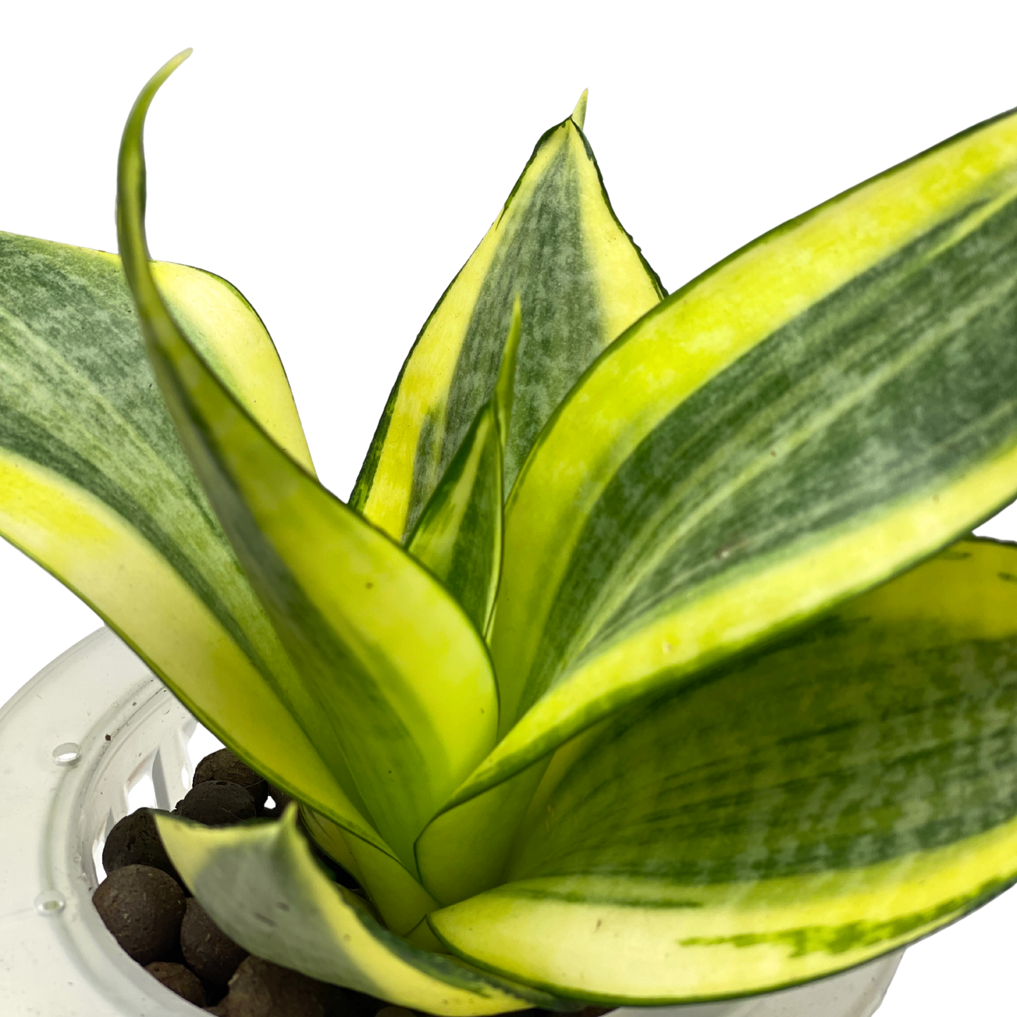 Hydro-cultured plant - Snake Plant