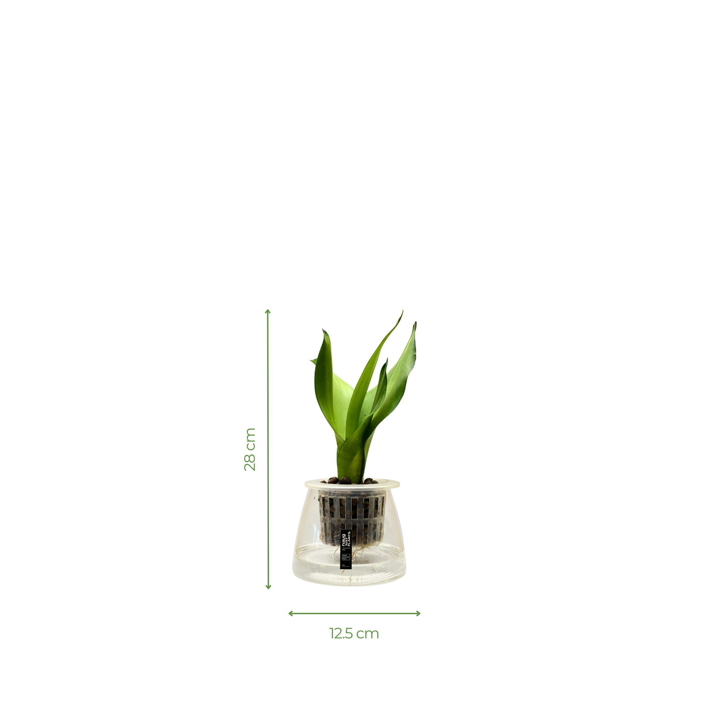 Hydro-cultured plant - Snake Plant ‘Sayuri’