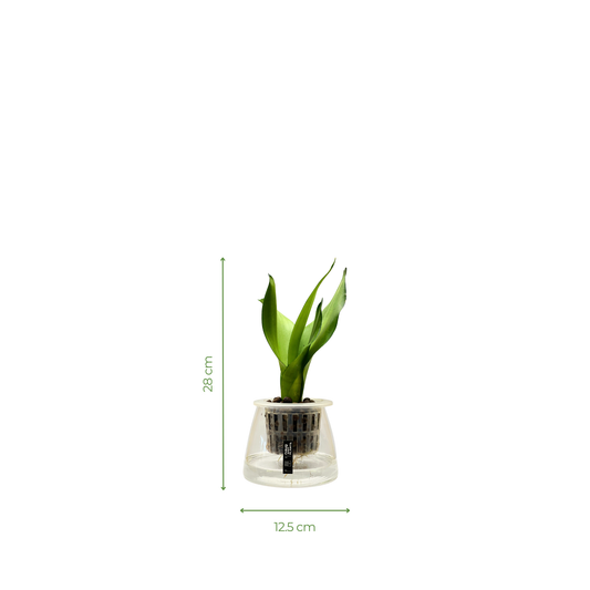 Hydro-cultured plant - Snake Plant ‘Sayuri’
