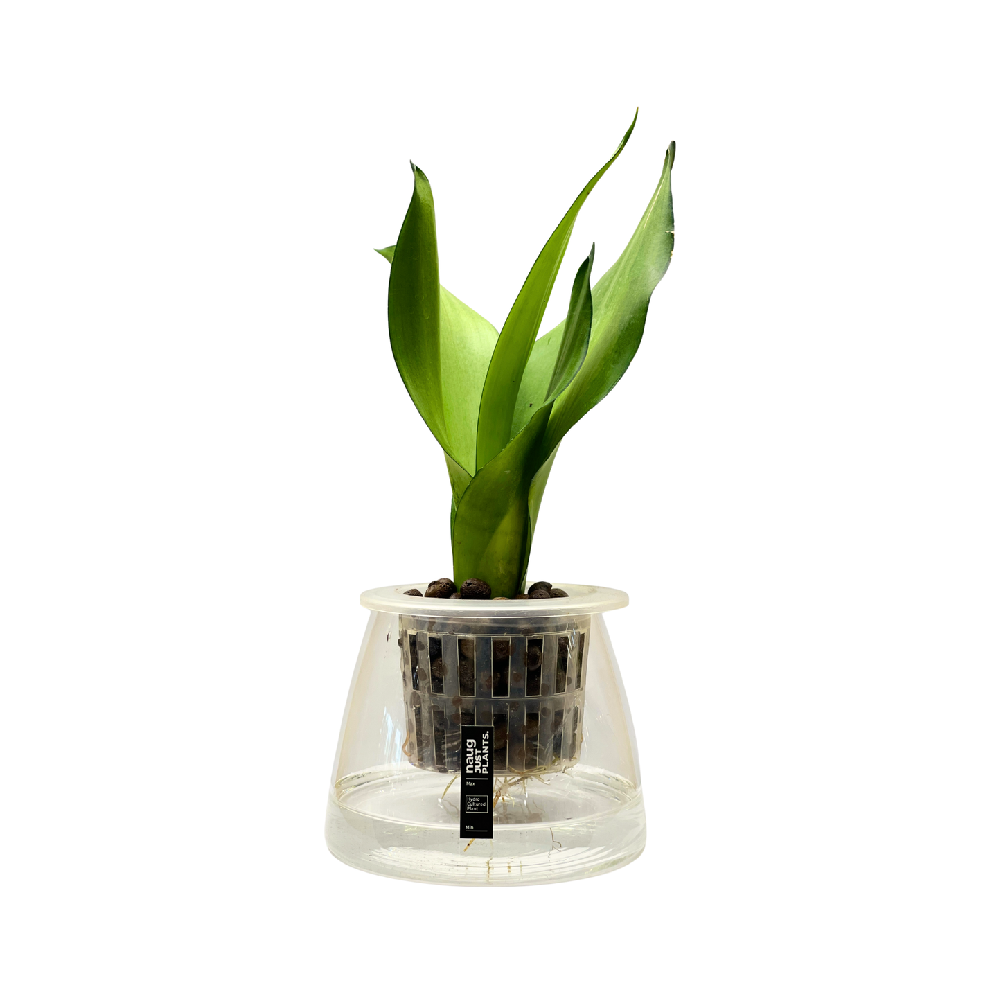 Hydro-cultured plant - Snake Plant ‘Sayuri’