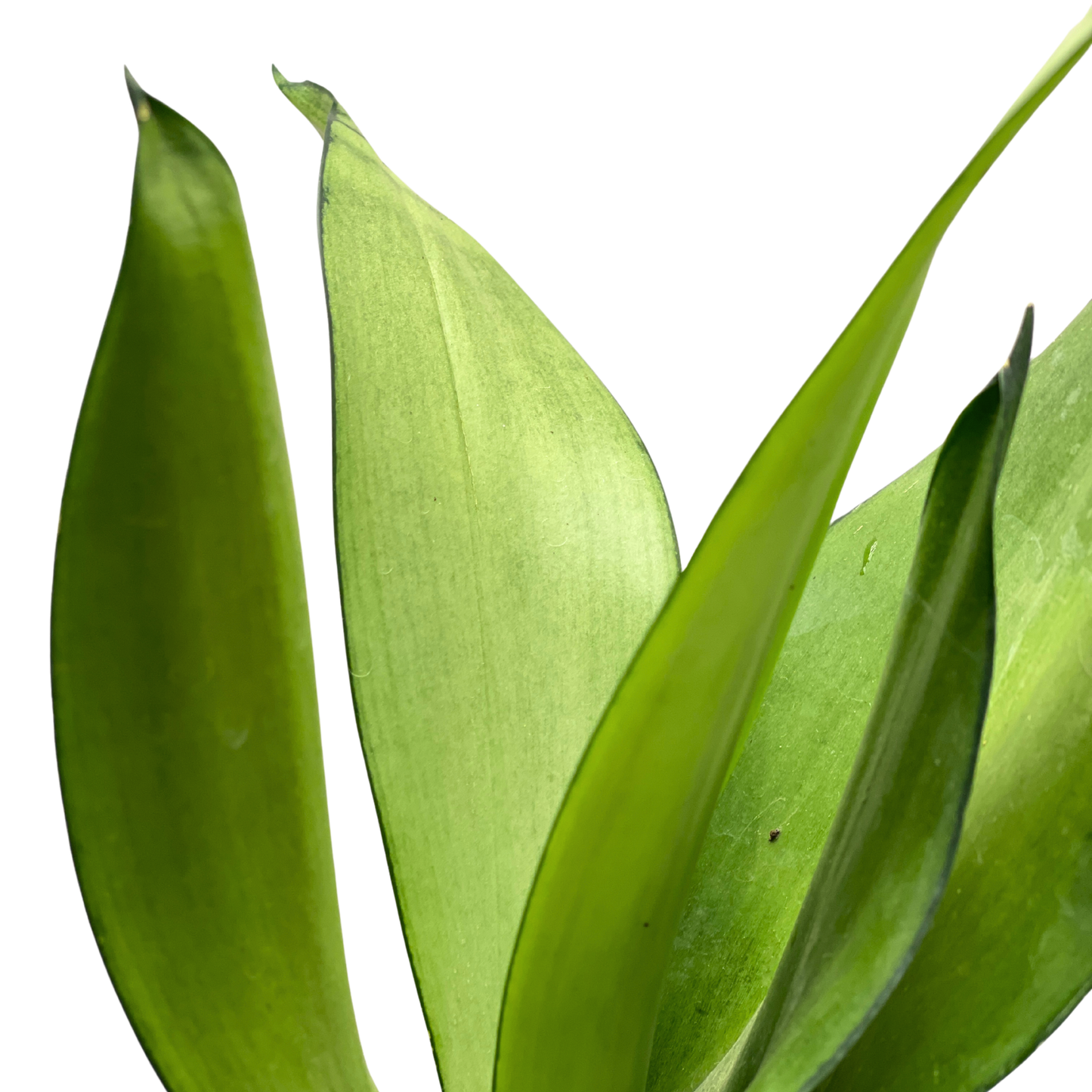 Hydro-cultured plant - Snake Plant ‘Sayuri’