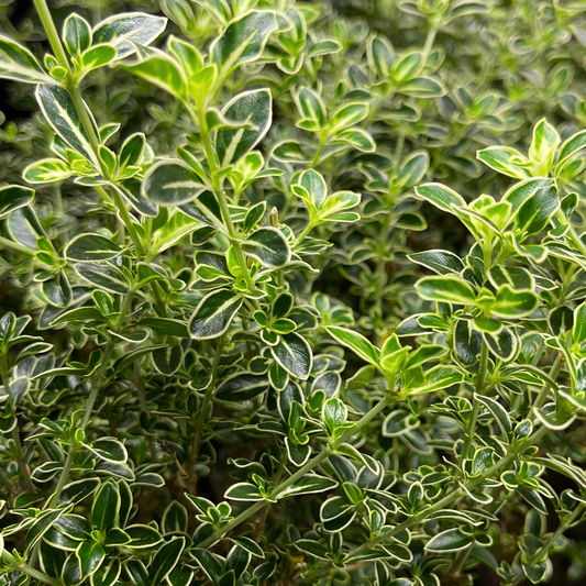 Bonsai Plant - Snowrose