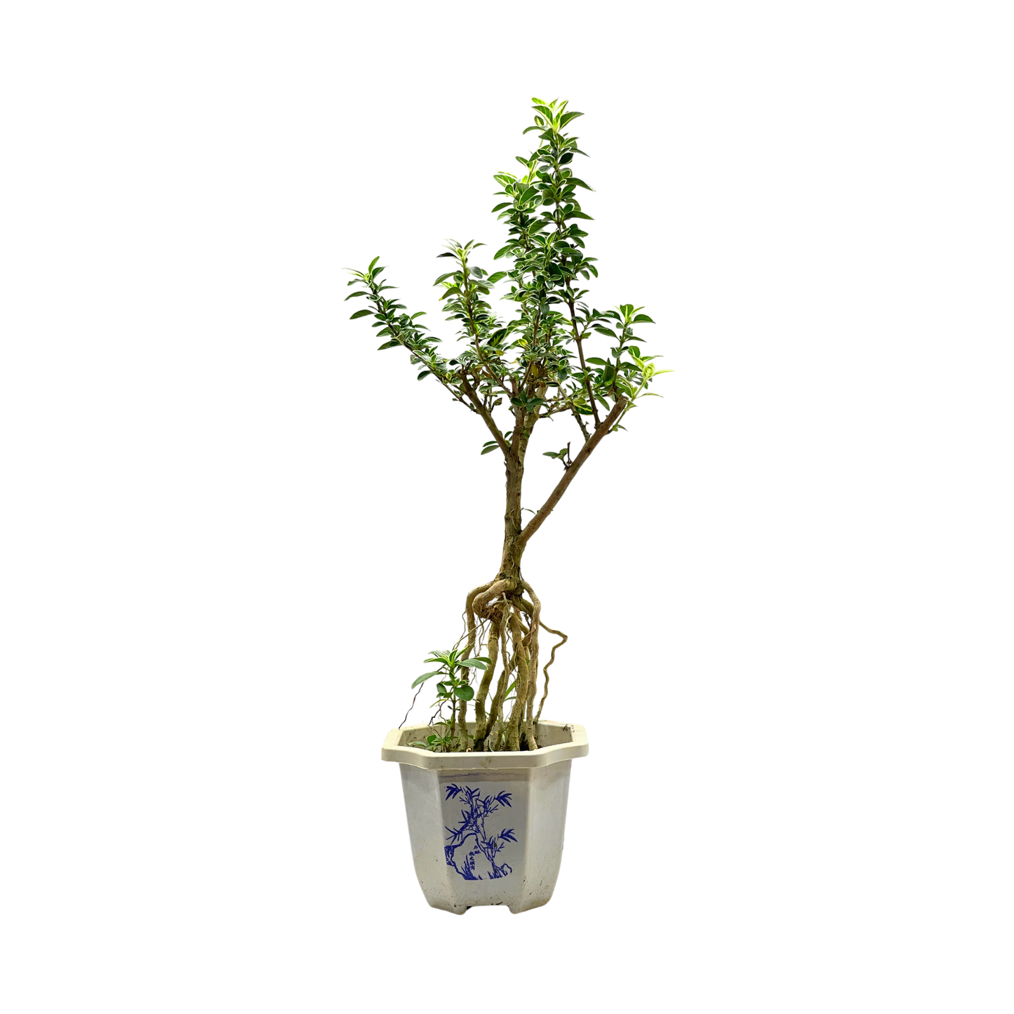 Bonsai Plant - Snowrose