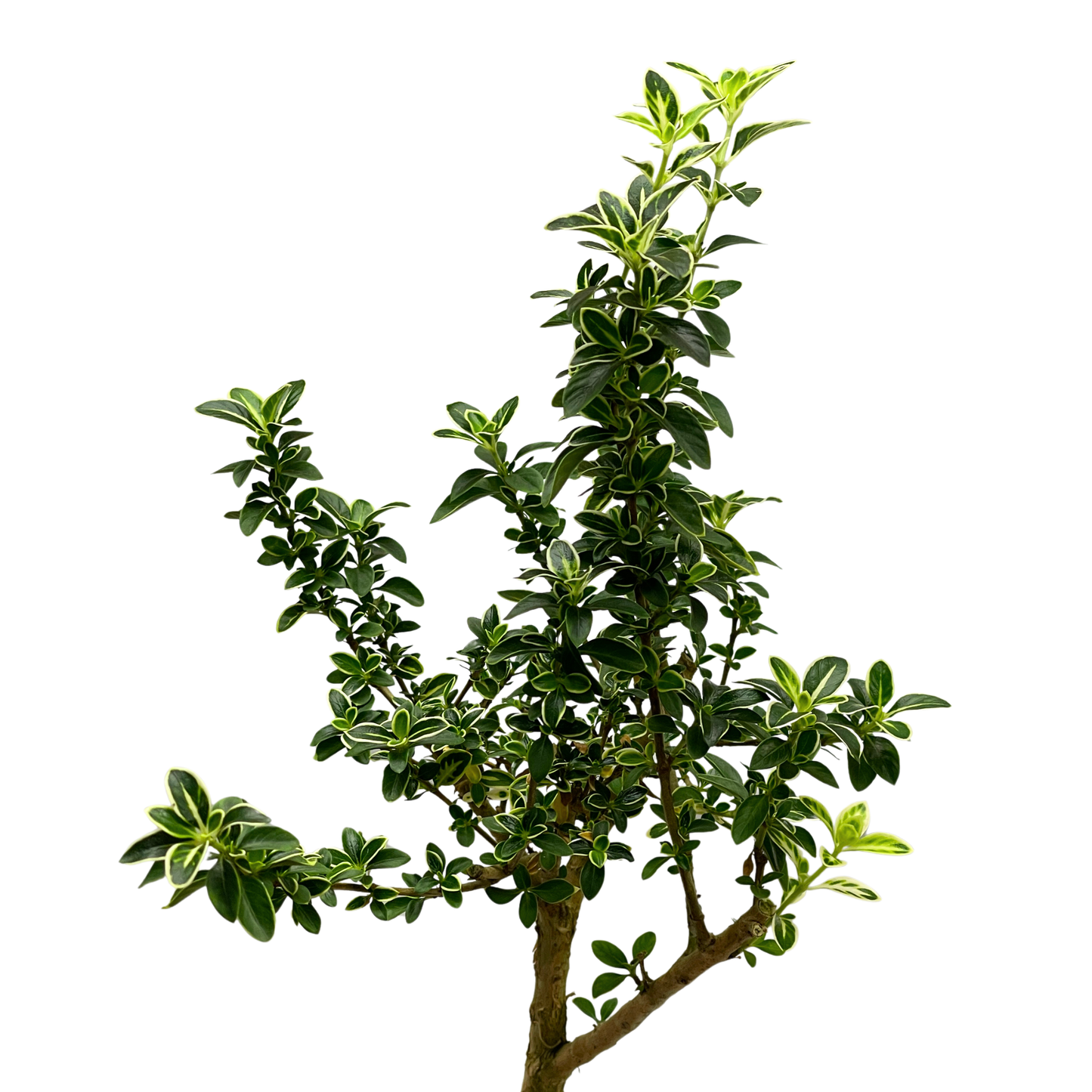 Bonsai Plant - Snowrose