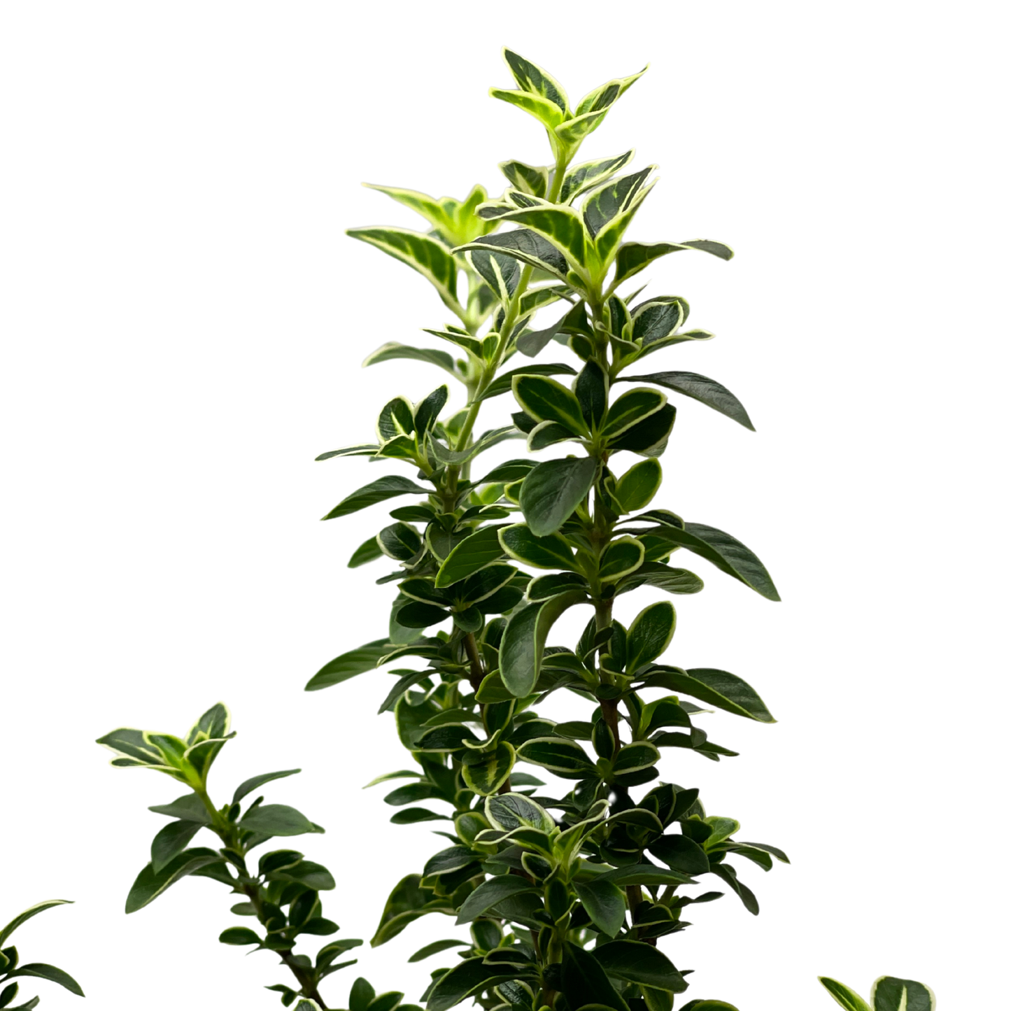 Bonsai Plant - Snowrose