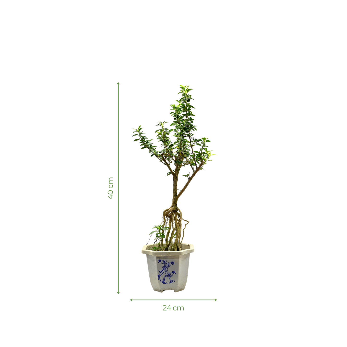Bonsai Plant - Snowrose