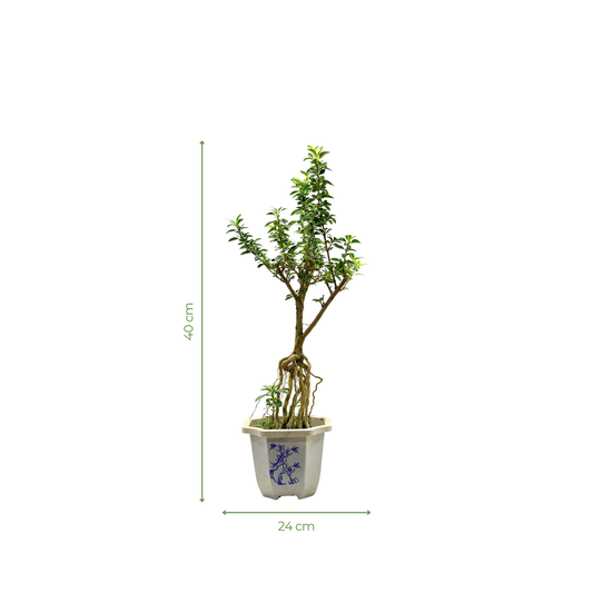 Bonsai Plant - Snowrose