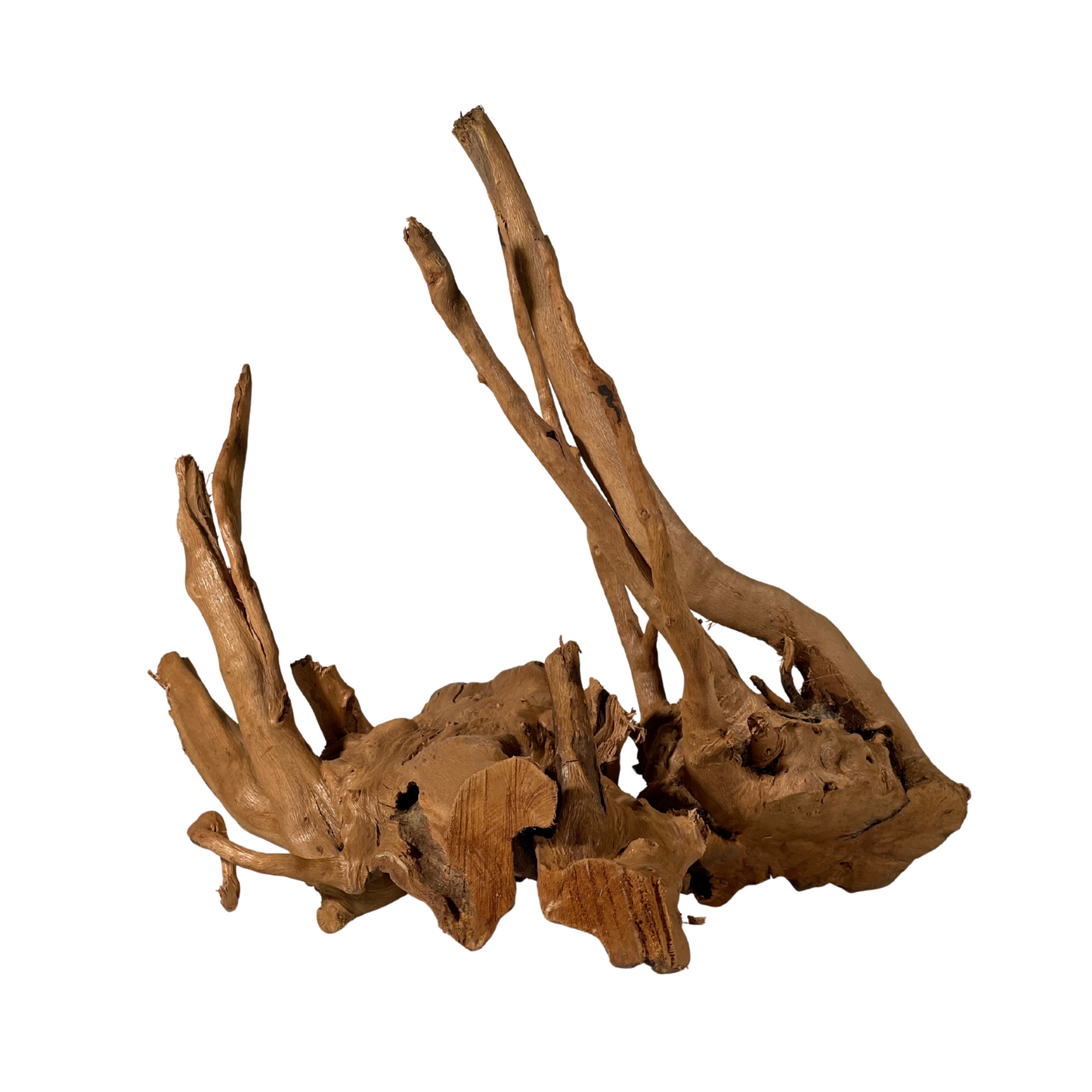 Terrarium Supplies - Spider Wood