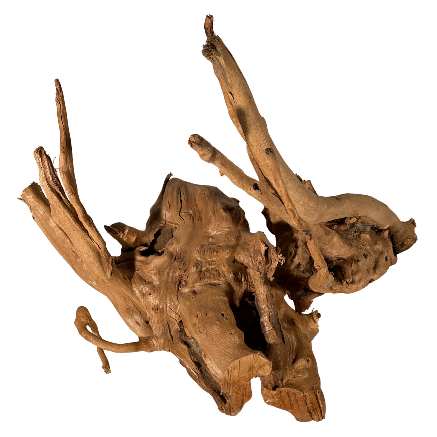 Terrarium Supplies - Spider Wood