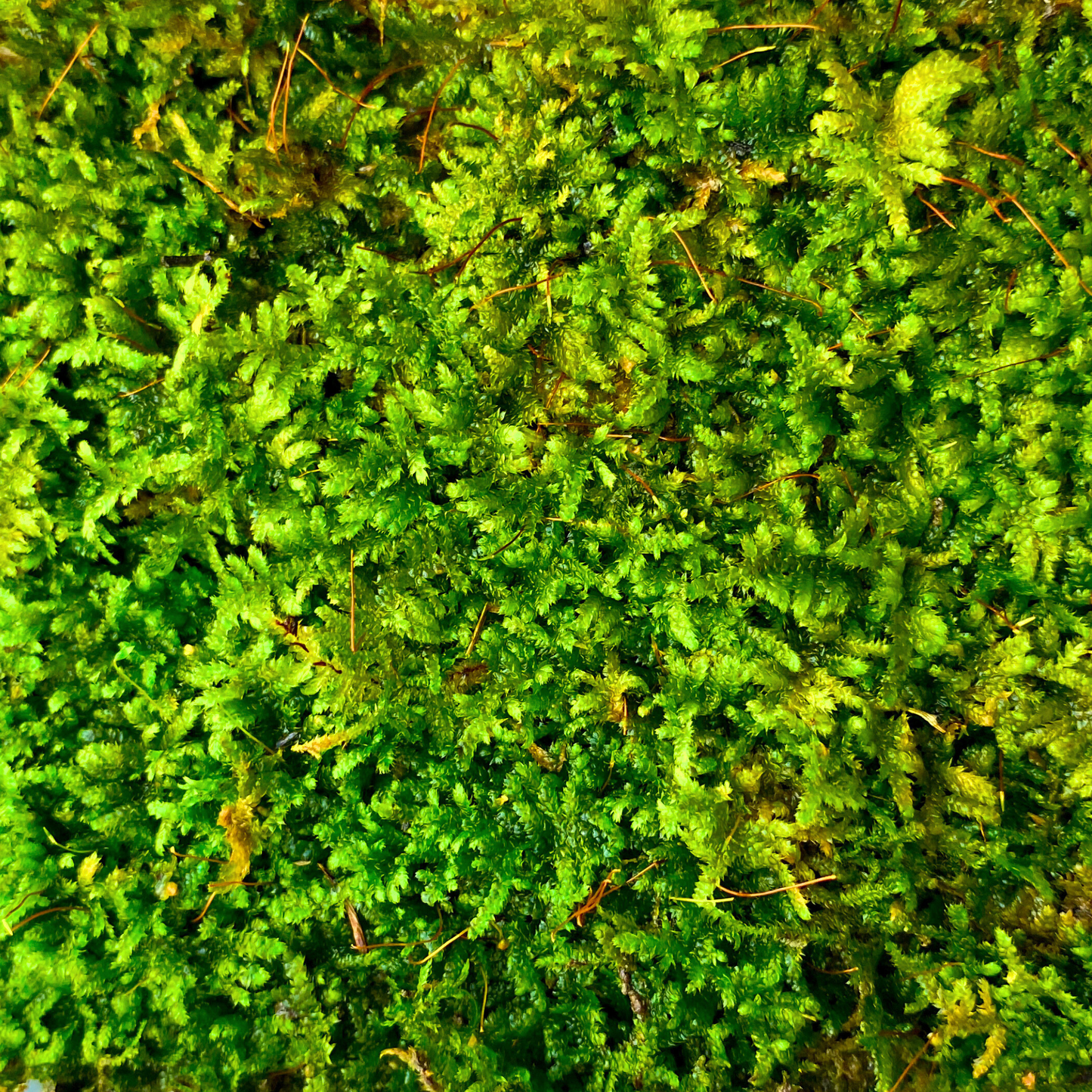 Live Moss - Spike Moss