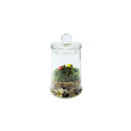 Standard Terrarium Jar