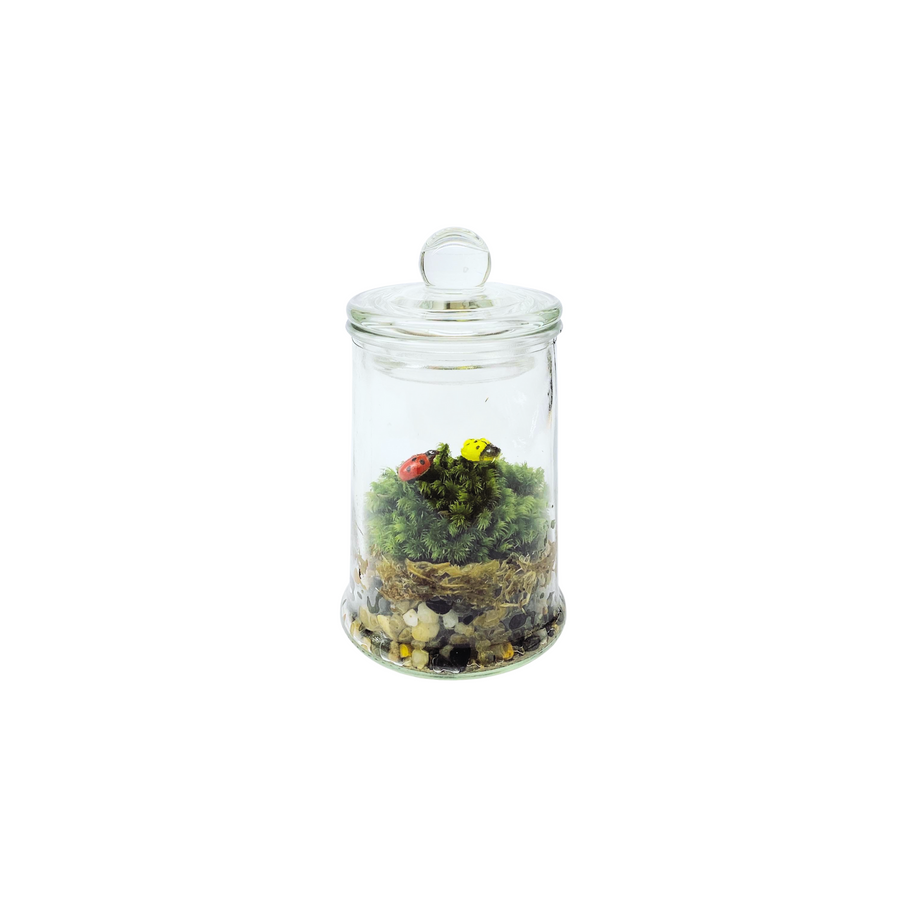 Standard Terrarium Jar 6CM x 12CM