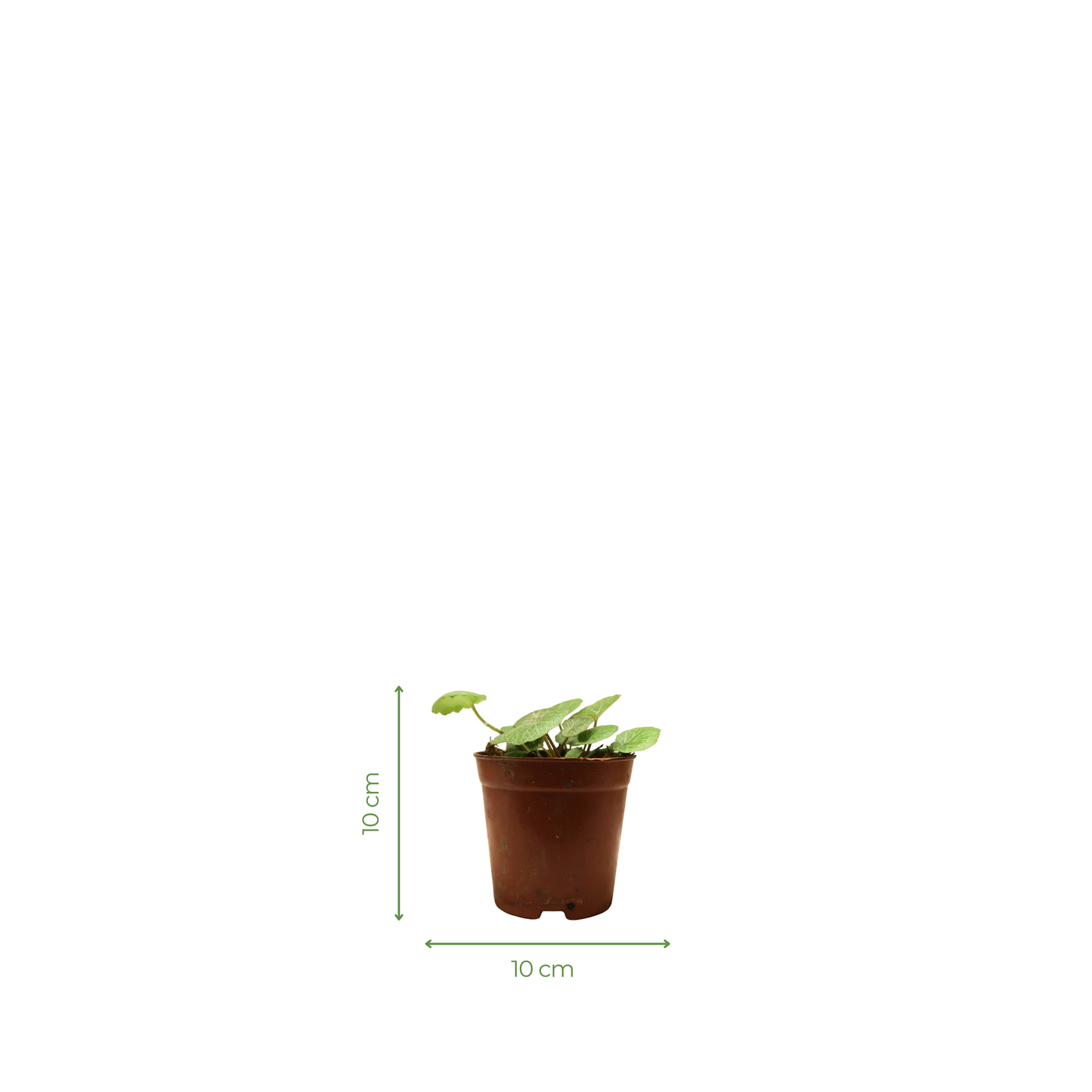 Creeper Plant - Strawberry Begonia