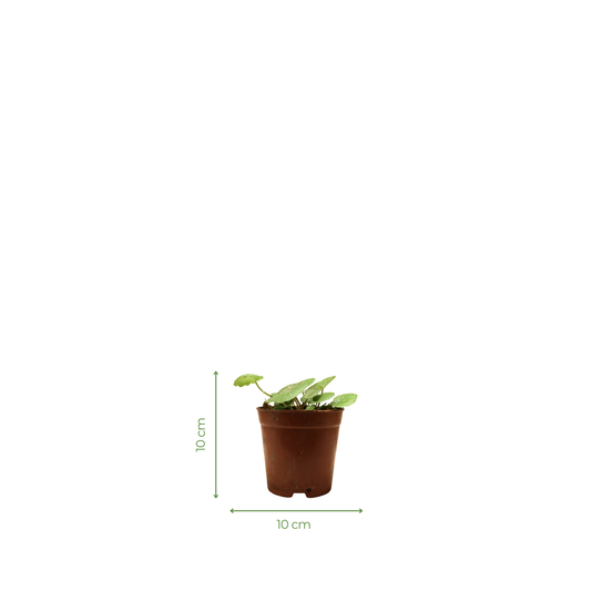 Creeper Plant - Strawberry Begonia