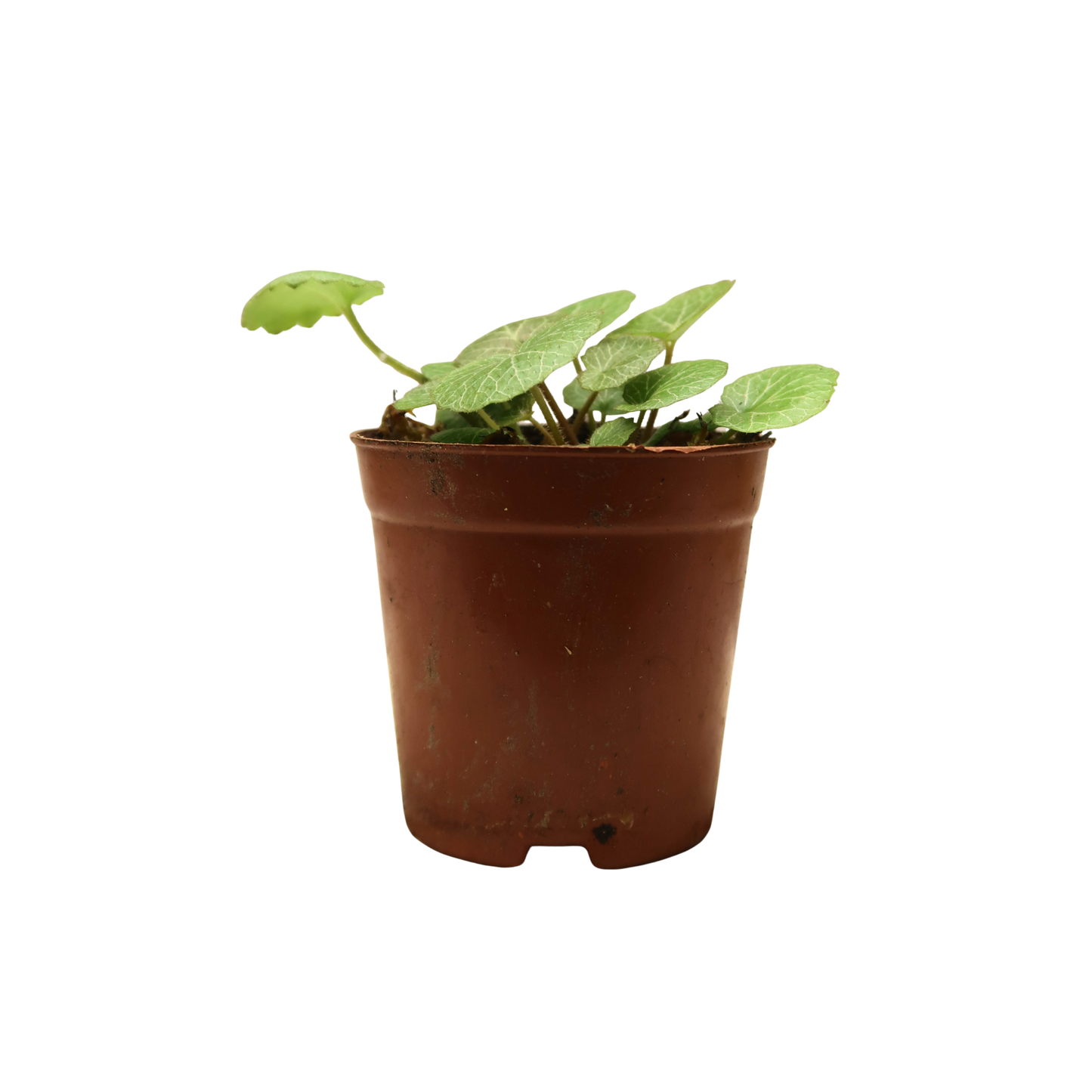 Creeper Plant - Strawberry Begonia