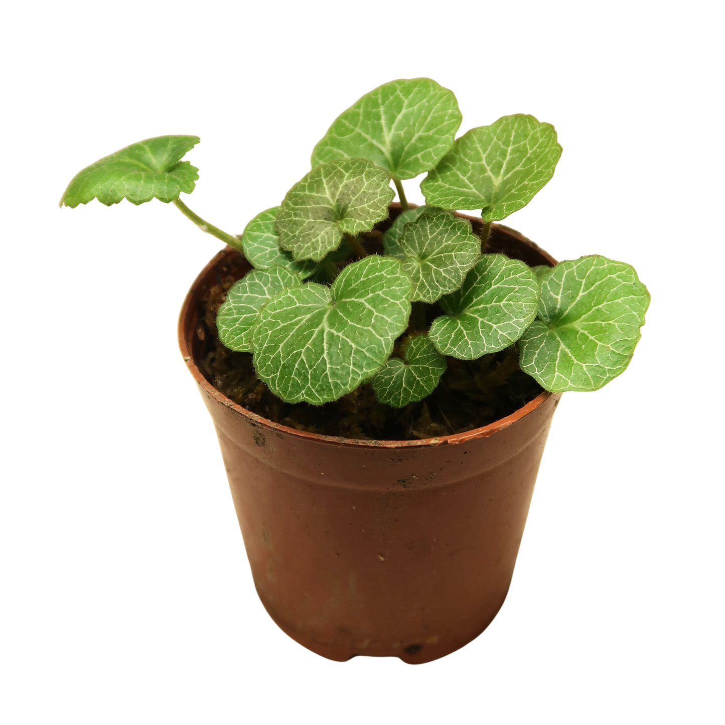 Creeper Plant - Strawberry Begonia