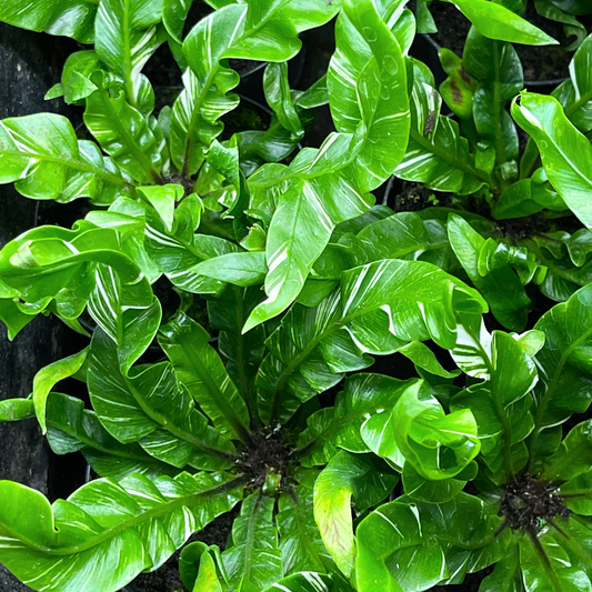 Fern Plant - Striped Bamboo Fern (Coniogramme emeiensis 'Golden Zebra')