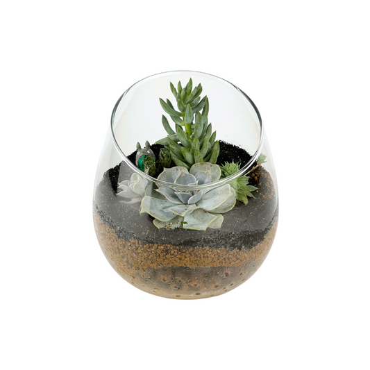 Succulent Terrarium Zen Series