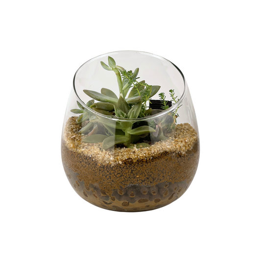 Succulent Terrarium Series