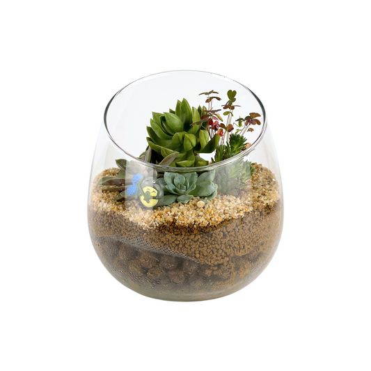 Succulent Terrarium Series