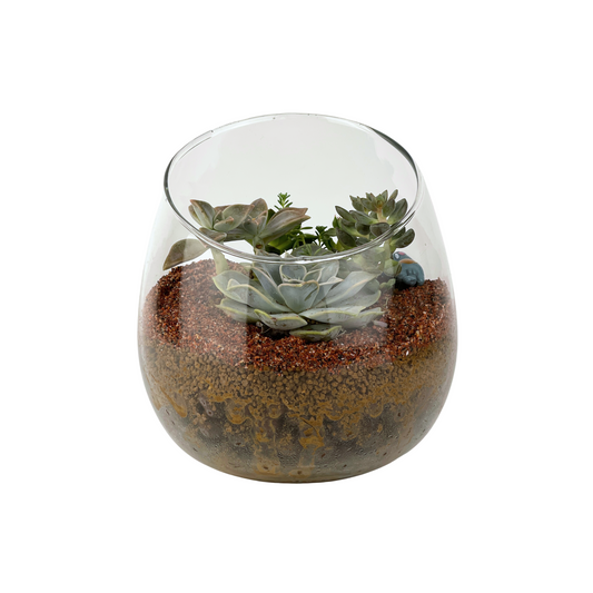 Succulent Terrarium Series