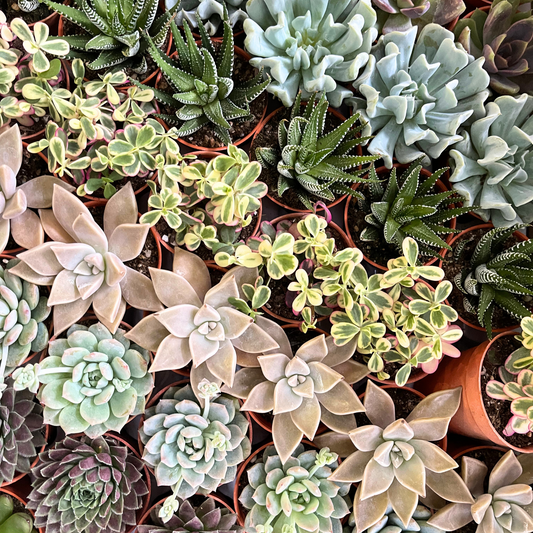 Assorted Succulents