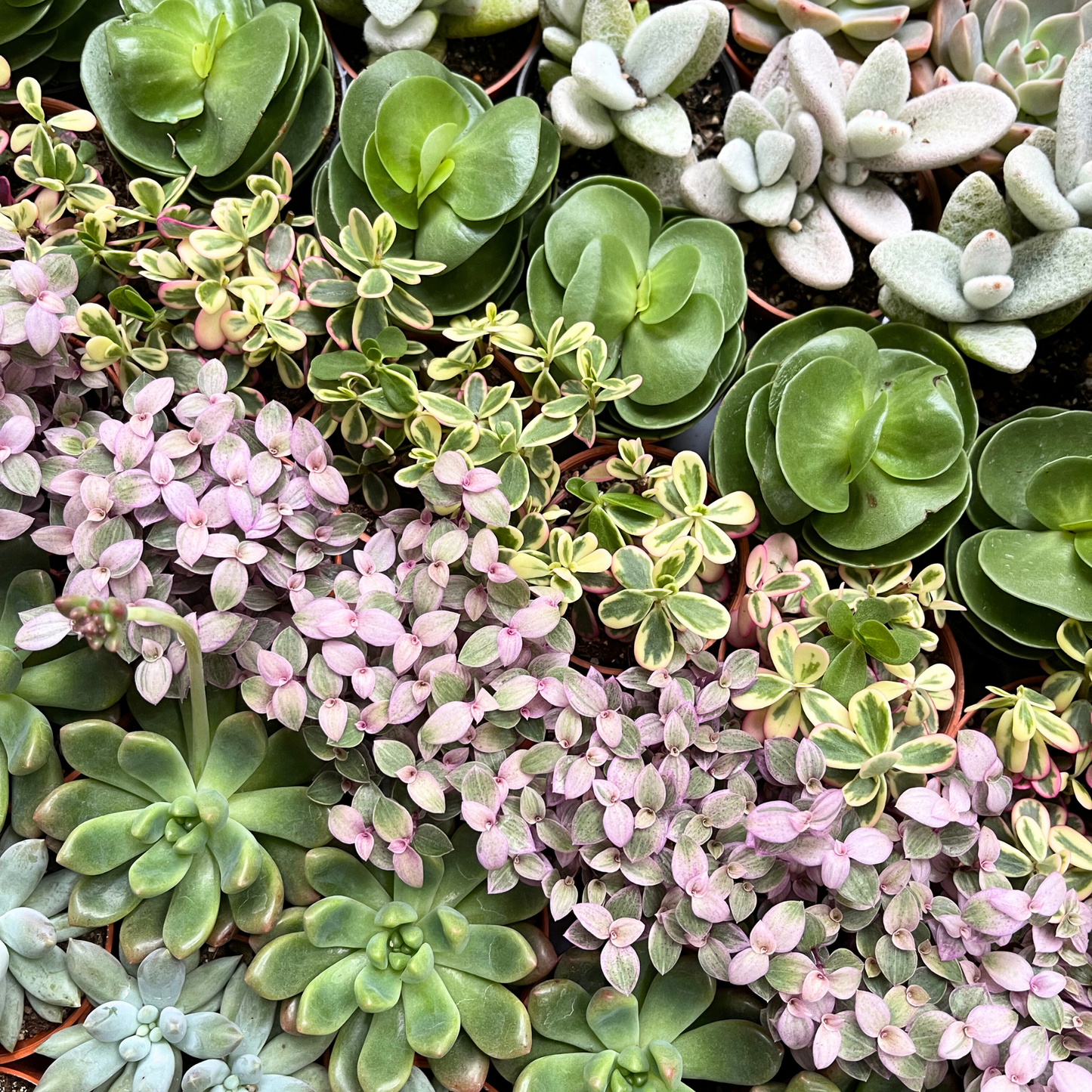 Assorted Succulents