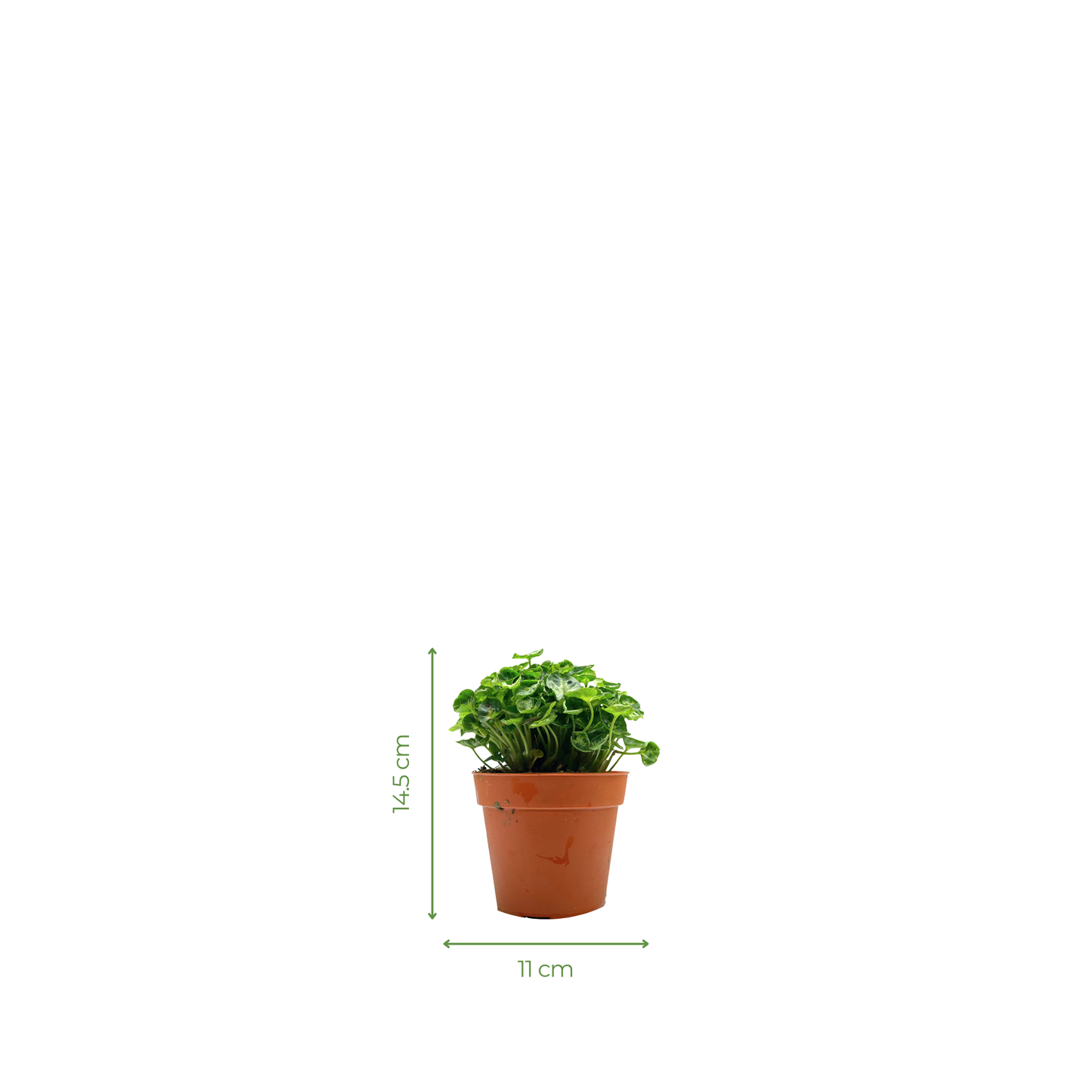 Moisture Loving Plant - Syngonium Mini