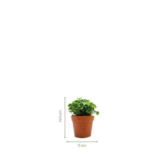 Moisture Loving Plant - Syngonium Mini