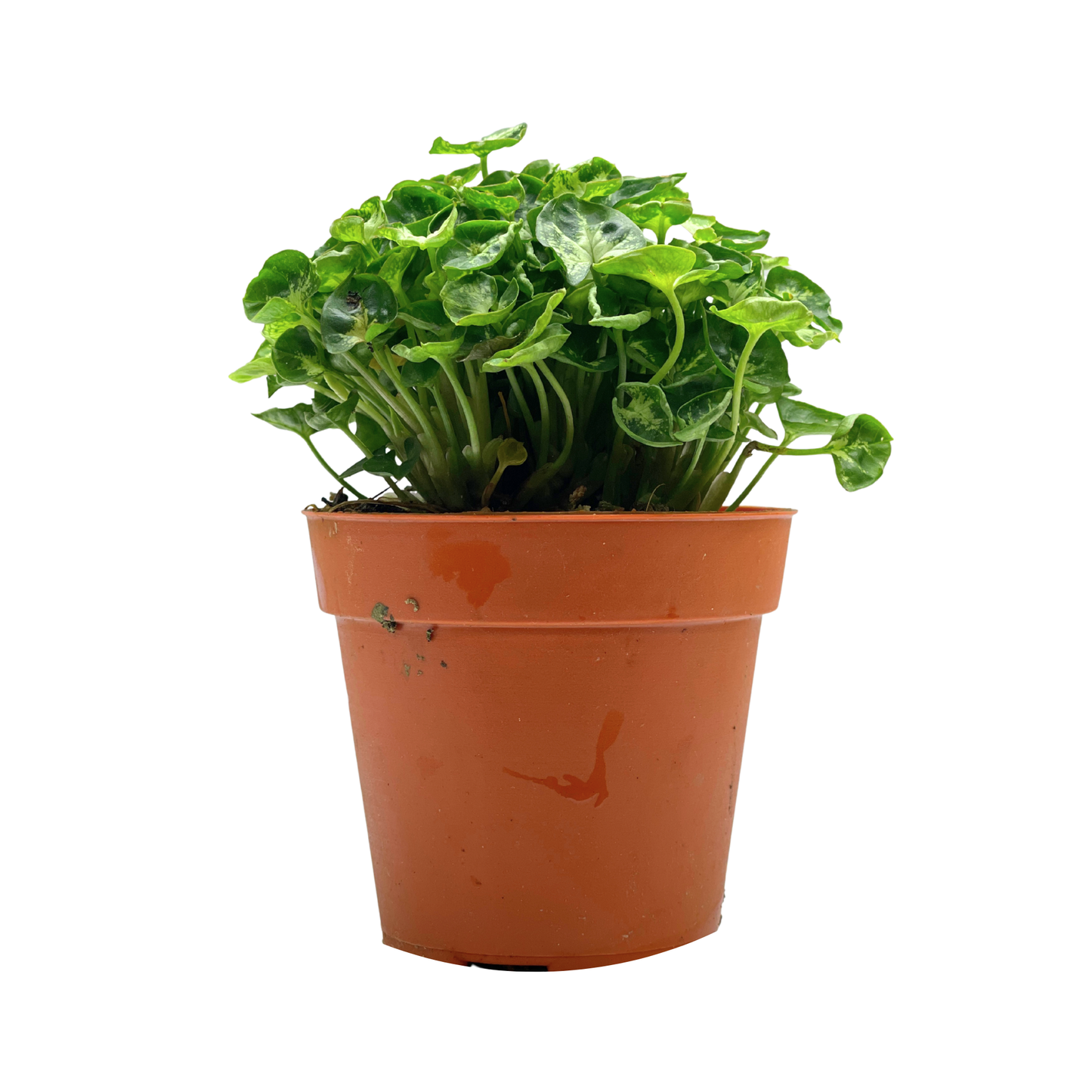 Moisture Loving Plant - Syngonium Mini