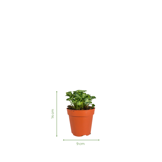 Moisture Loving Plant - Syngonium Mini