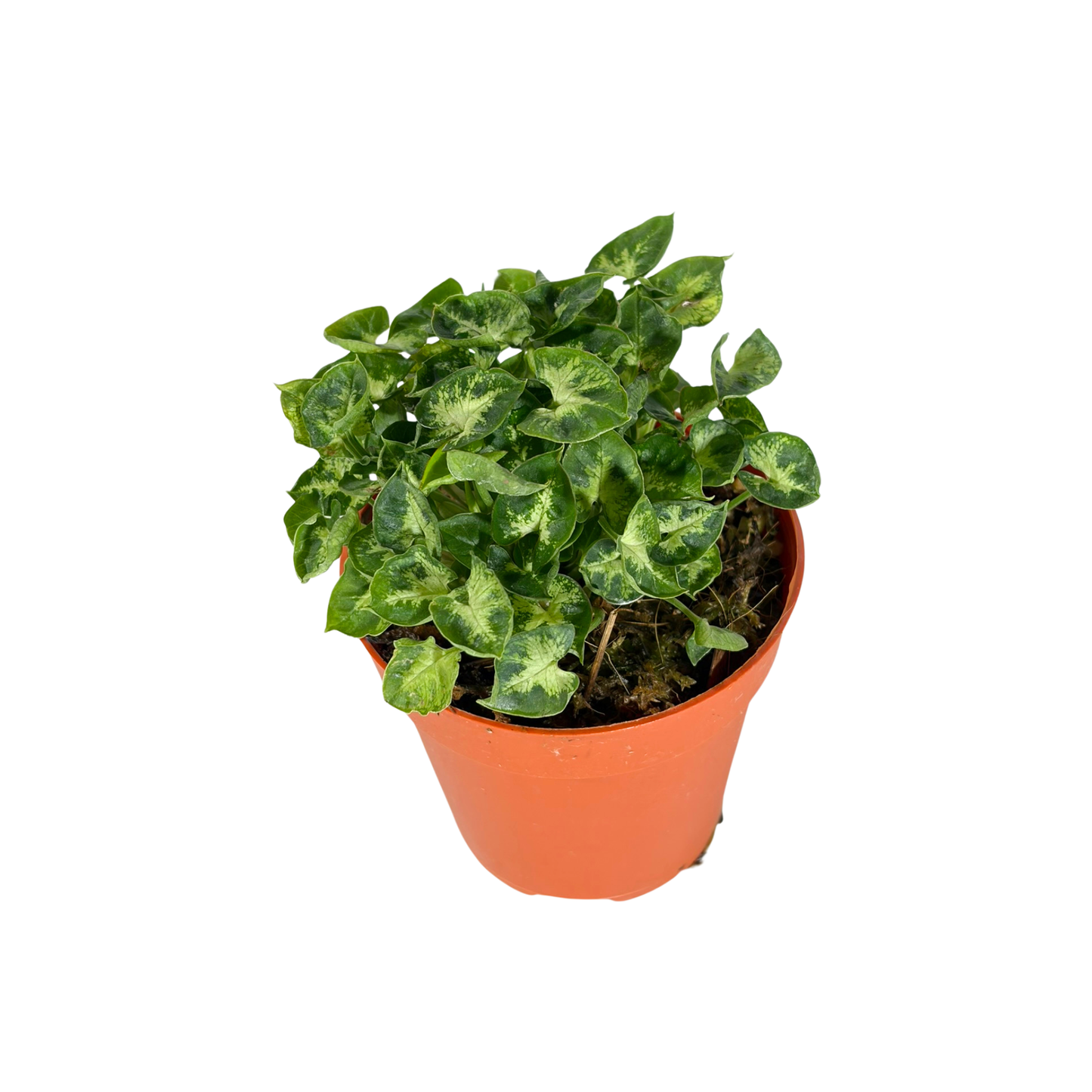 Moisture Loving Plant - Syngonium Mini