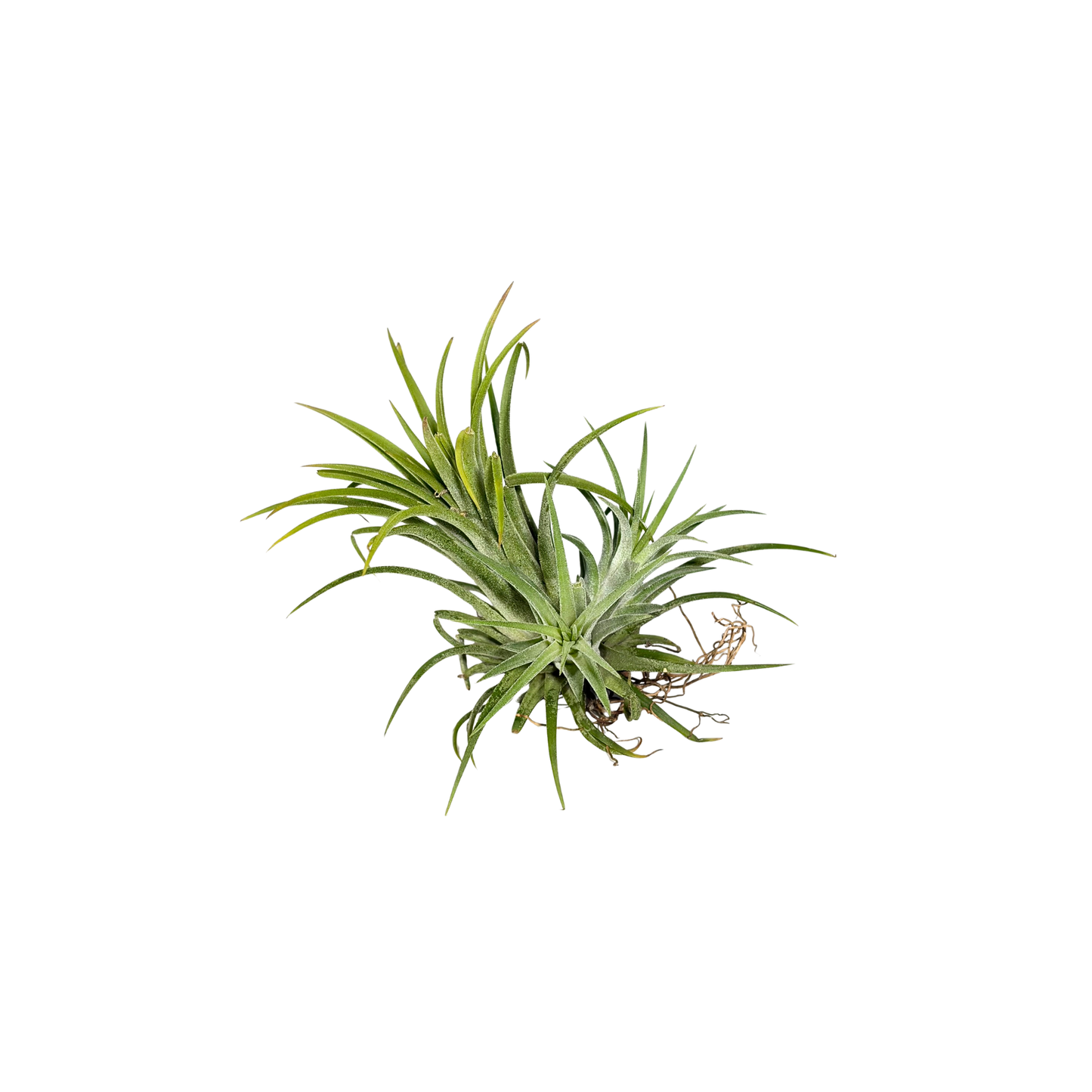 Tillandsia ION Rubra
