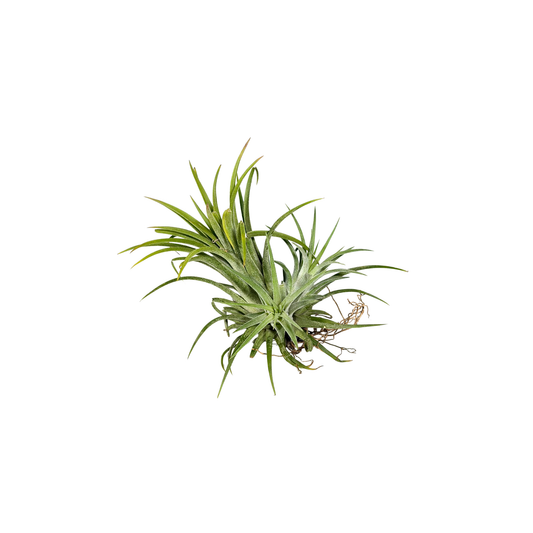 Tillandsia ION Rubra