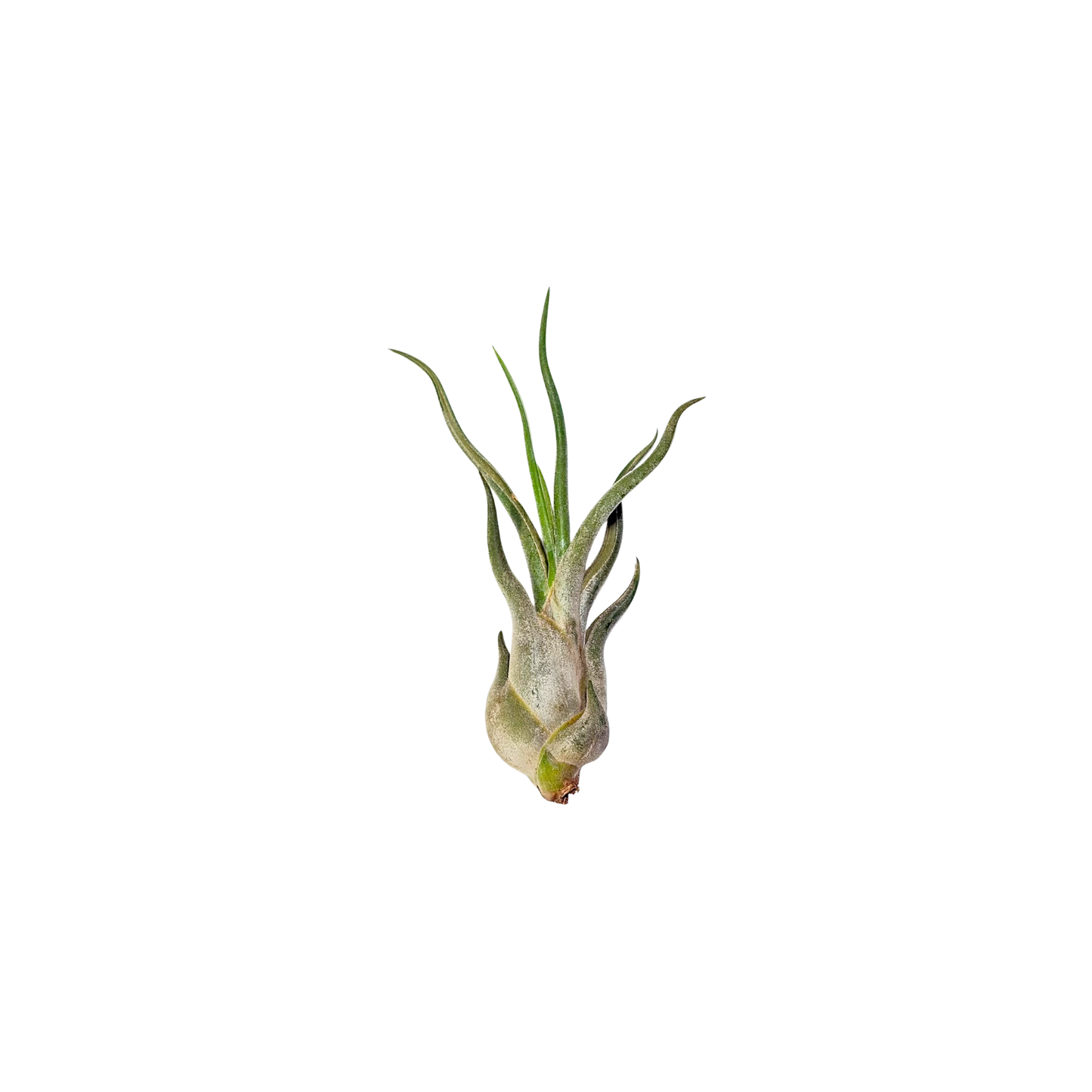 Tillandsia Medusa