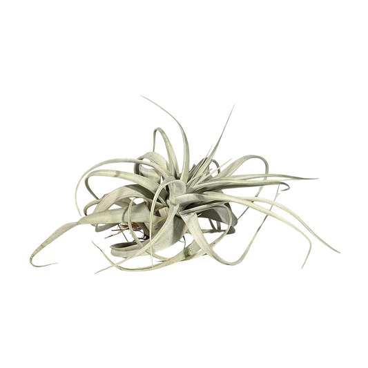 Tillandsia Xero