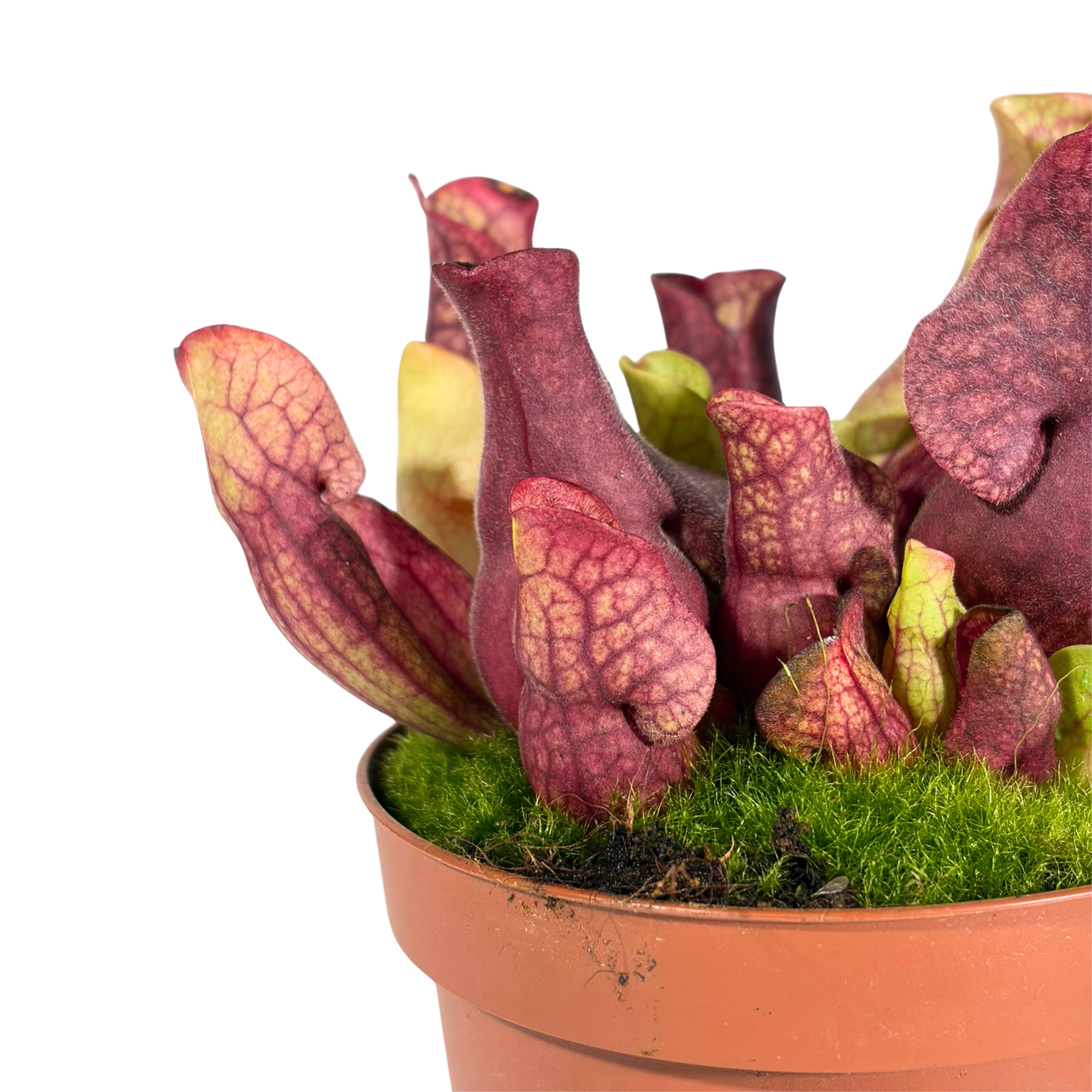 Carnivorous Plant - Trumpet Pitchers (Short)