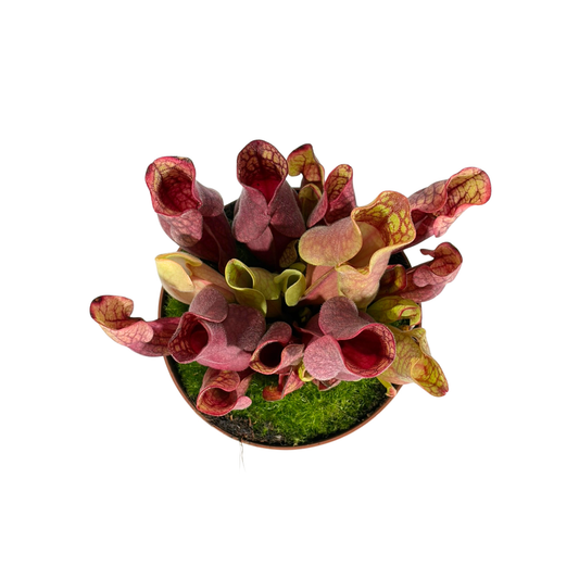 Carnivorous Plant - Trumpet Pitchers (Short)